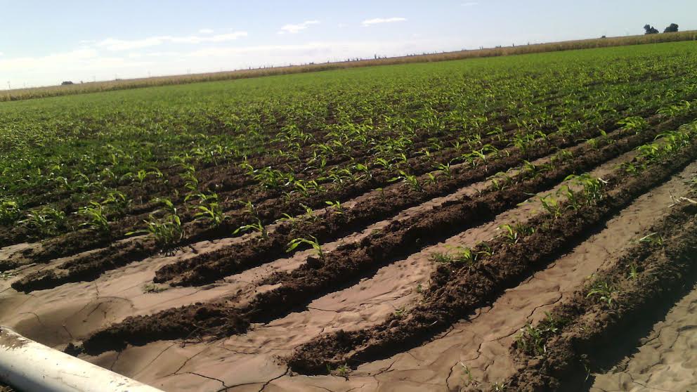#BCS| Bajas temperaturas podrían afectar 17,700 HECTÁREAS de cultivos.- Noticias La Paz