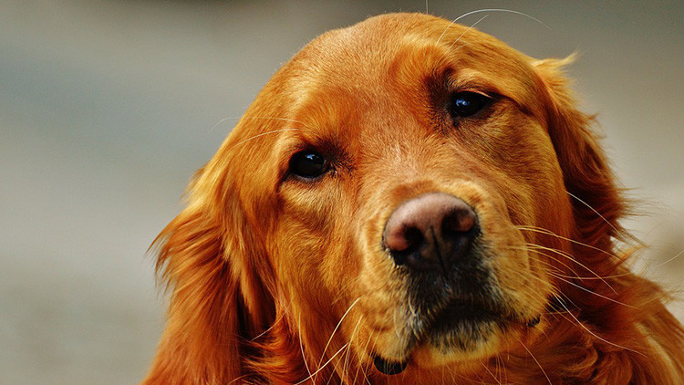 Cariño canino: Los perros comparten el mismo ritmo cardíaco de sus dueños