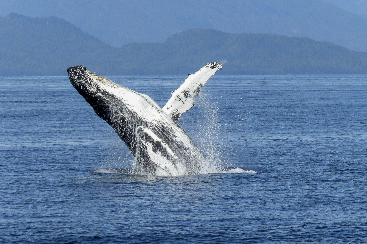UABCS realiza estudios sobre distribución de ballena gris ante CAMBIO CLIMÁTICO