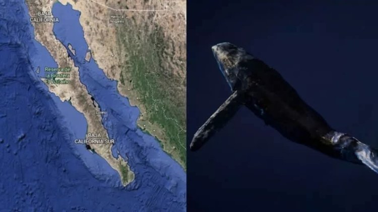 Misterio en Baja California: ¿Ballena cruzó la península por túneles submarinos?