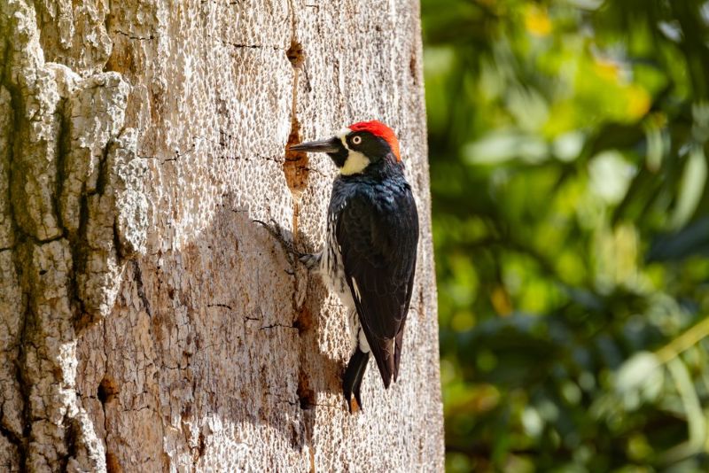 Acorn woodpecker near the American River in Sacramento County; agency archive photograph