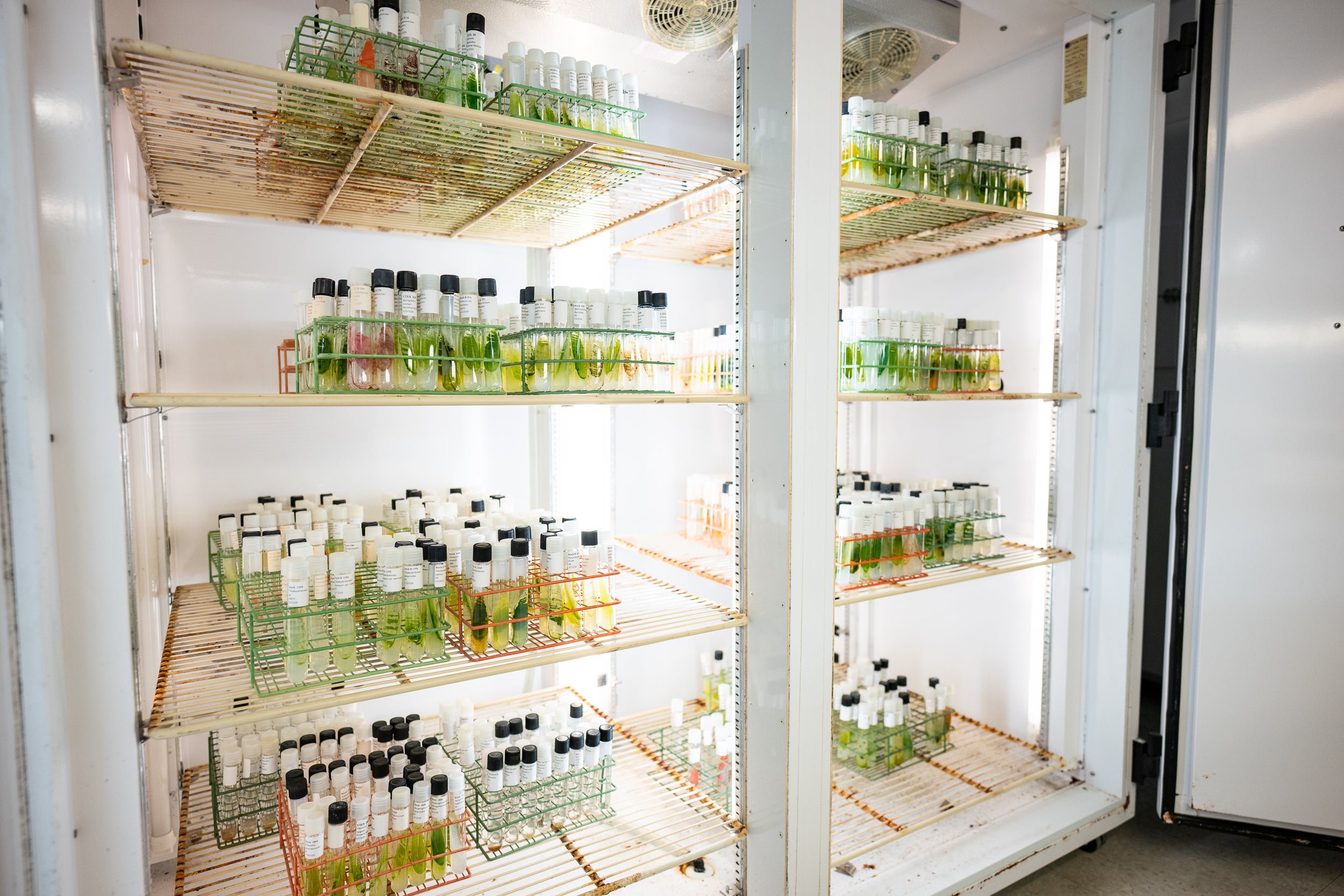 The UTEX algae collection at UT Austin