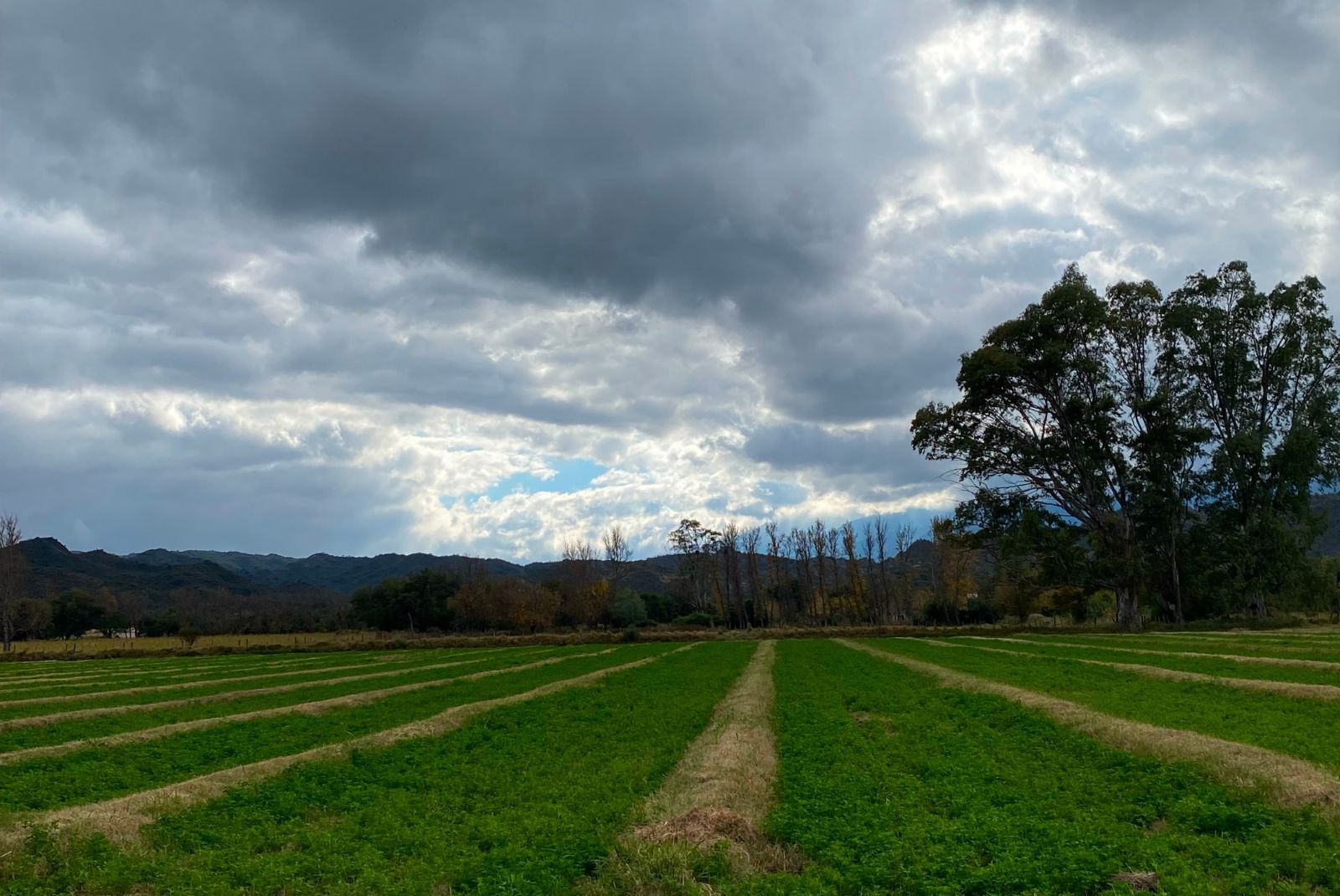 INTA prueba drones comerciales e inteligencia artificial para detectar malezas en alfalfa