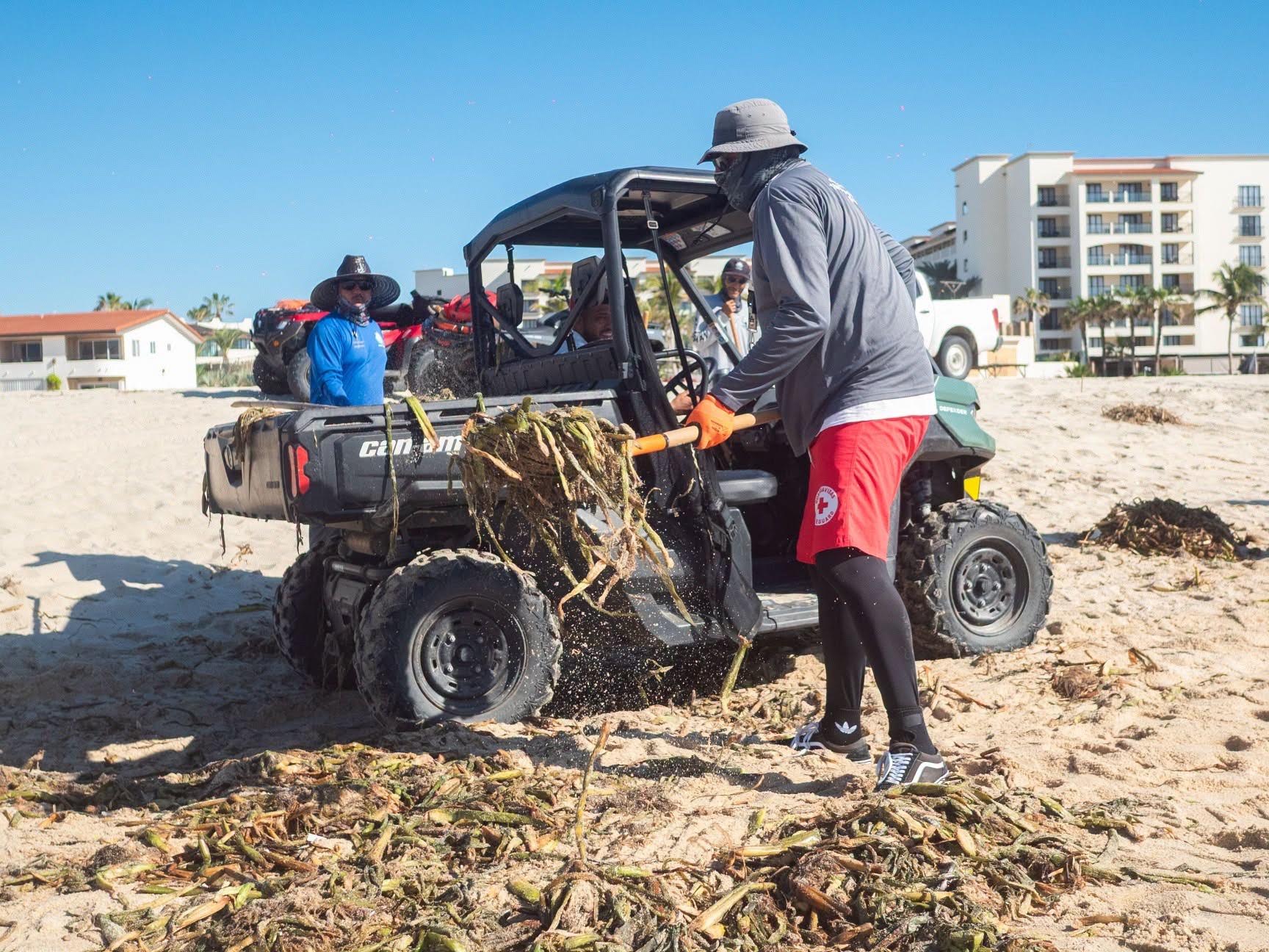 Retiran más de 25 toneladas de lirio acuático de playas de Los Cabos